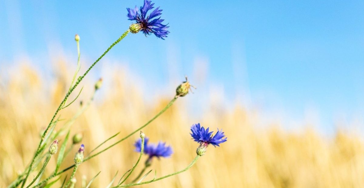 HEALING OURSELVES AND THE EARTH